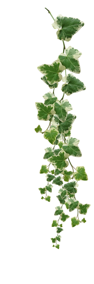Vines Plants Png Pictures PNG images