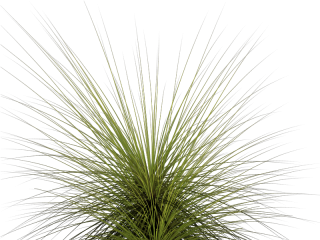 Tall Grass Png Images & Pictures PNG images