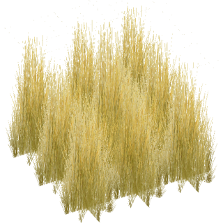 Tall Grass Texture Png PNG images