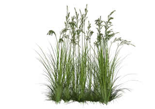 Tropical Plants Tall Grass Png PNG images