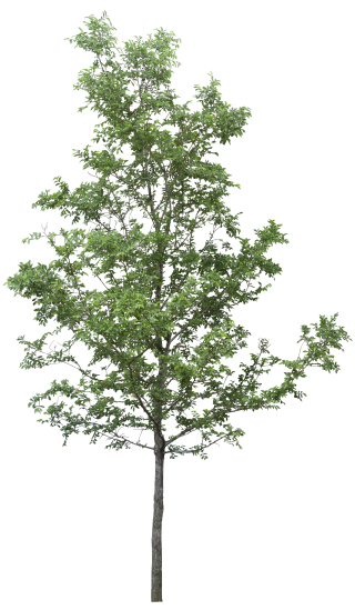 Download And Use Tree Png Clipart PNG images