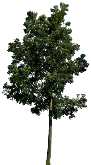 Best Free Tree Png Image PNG images