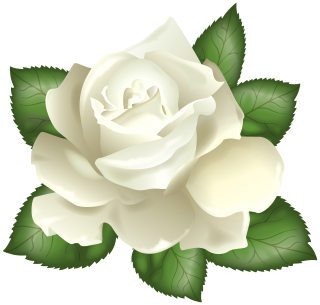 White Flower Petal Green PNG PNG images