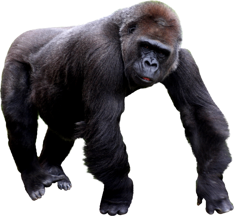 Gorilla Transparent PNG Pictures - Free Icons and PNG Backgrounds