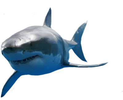 Great white shark png #42734 - Free Icons and PNG Backgrounds