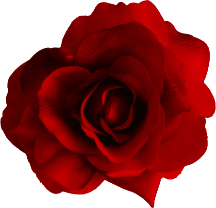 Transparent Rose PNG #18986 - Free Icons and PNG Backgrounds