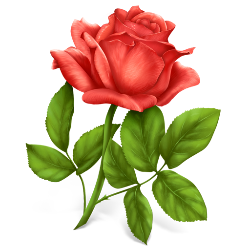 Rose Transparent PNG Pictures - Free Icons and PNG Backgrounds