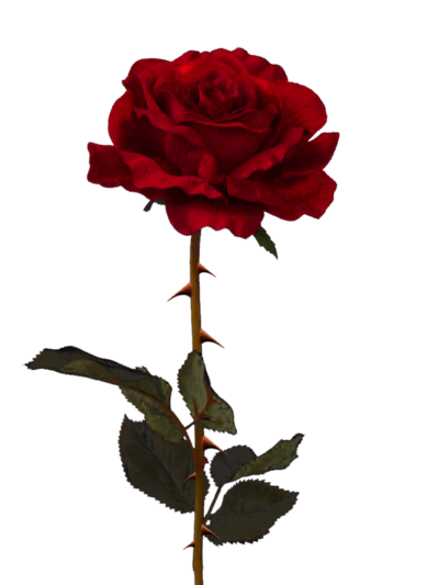 Rose Transparent PNG Pictures - Free Icons and PNG Backgrounds