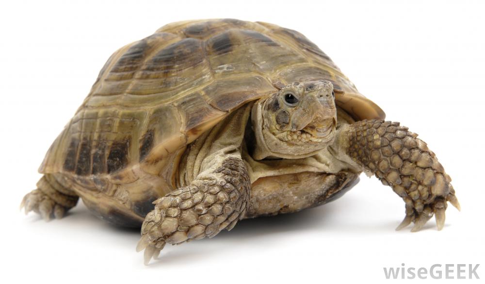 turtle-png-23.jpg