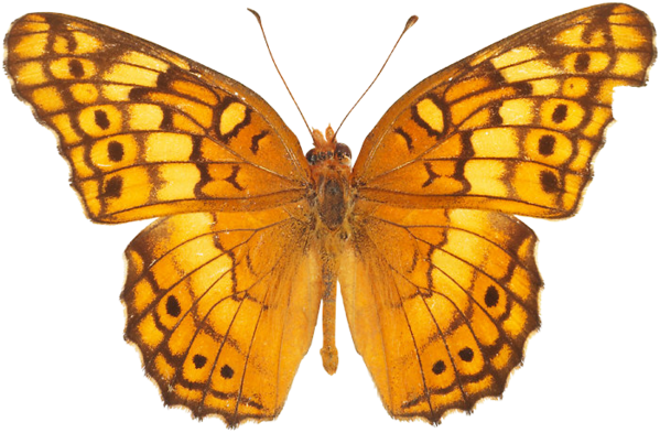 Butterfly Transparent PNG Pictures - Free Icons and PNG Backgrounds