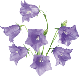 Bellflowers Picture Flowers PNG images
