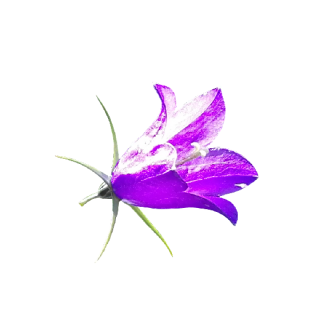 Download Bellflower Png Clipart PNG images