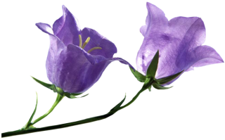 Bluebell Flower PNG Transparent Images Free Download