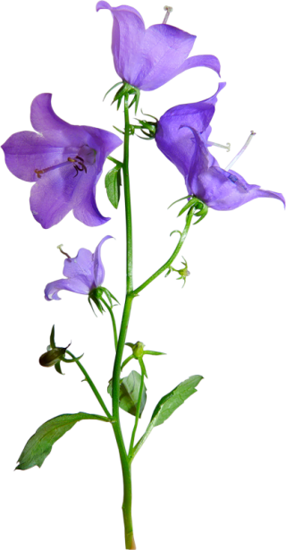 Purple Morning Glory PNG images