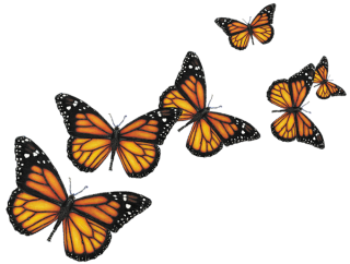 butterflies png