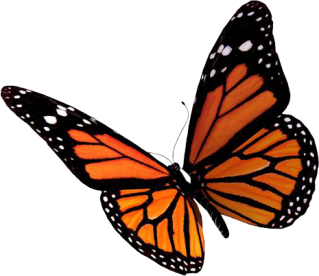 Free Free 304 Orange Butterfly Svg SVG PNG EPS DXF File