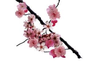 Browse And Download Cherry Blossom Png Pictures PNG images