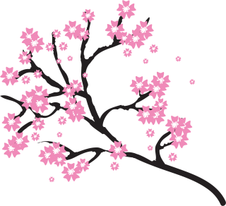 Cherry Blossom Photos PNG images
