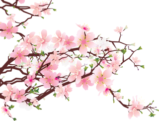 cherry blossom png