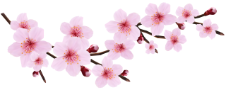 cherry blossom vector png