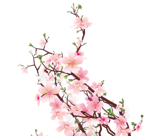 Cherry Blossom Transparent HD Background PNG images