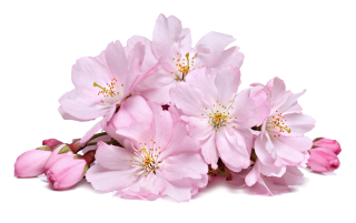 Cherry Blossom Transparent PNG PNG images
