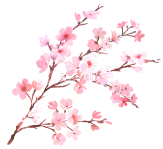 Cherry Blossom Png Images Freeiconspng