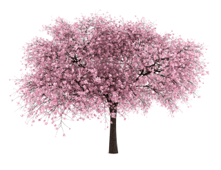 Download For Free Cherry Blossom Png High Resolution PNG images