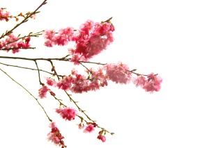 High-quality Cherry Blossom Cliparts PNG images