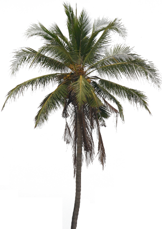 coconut png