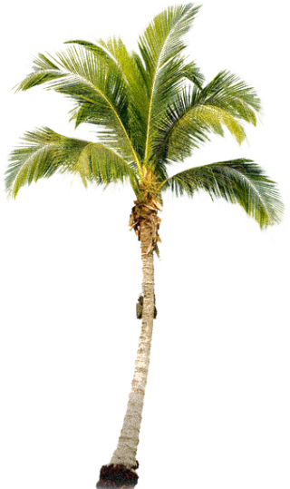Coconut Tree PNG, Coconut Tree Transparent Background - FreeIconsPNG