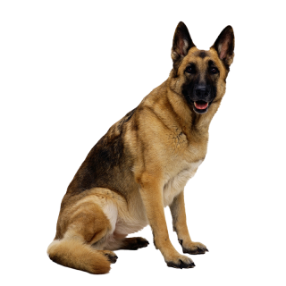 Dog Drawing png download - 700*700 - Free Transparent Tattletail png  Download. - CleanPNG / KissPNG
