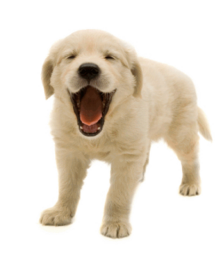 Cute dog image profile dp for profile picture - Photo #2084 - PNG Wala -  Photo And PNG 100% Free Stock Images