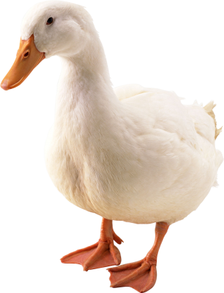 Duck PNG, Duck Transparent Background - FreeIconsPNG