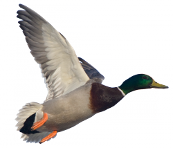 Best Free Duck Png Image PNG images