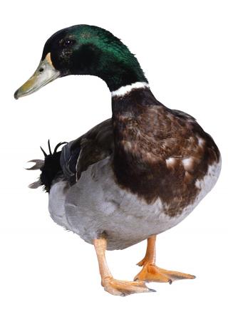 Download Duck Latest Version 2018 PNG images
