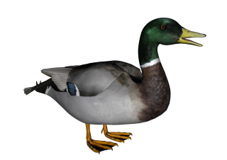 Download Free High-quality Duck Png Transparent Images PNG images