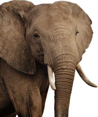 Elephant PNG, Elephant Transparent Background - FreeIconsPNG