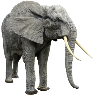 Indian Elephant png download - 2424*2510 - Free Transparent
