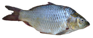 Download Real Fish Transparent Image HQ PNG Image