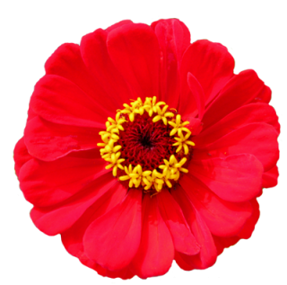 Flower PNG, Flower Transparent Background - FreeIconsPNG
