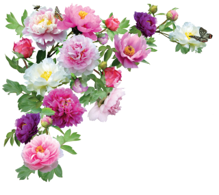 png flower images with transparent background