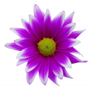 Small Flowers PNG Images With Transparent Background