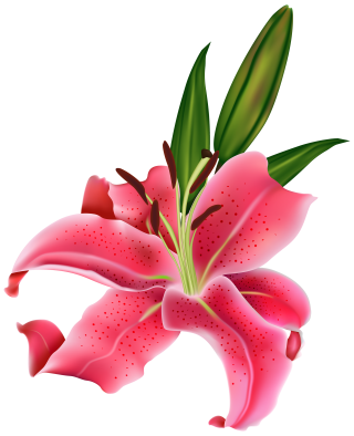 Lily Flower PNG, Lily Flower Transparent Background - FreeIconsPNG