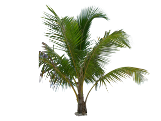 palm tree leaves png