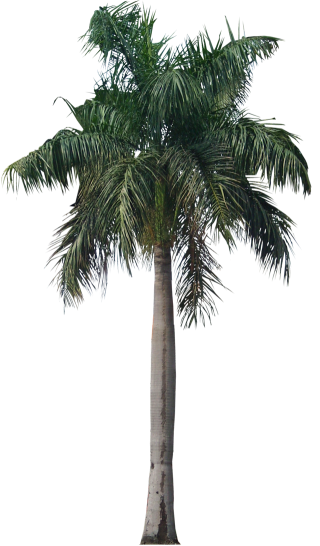 Palm Png Palm Transparent Background Freeiconspng