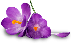 purple floral background png