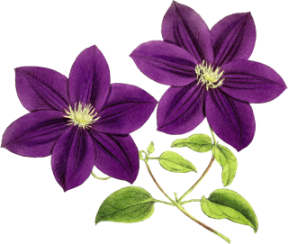 purple flower clipart