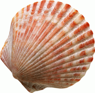 Seashell PNG, Seashell Transparent Background - FreeIconsPNG