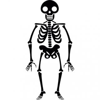 Vectors Skeleton Free Icon Download PNG Transparent Background, Free ...